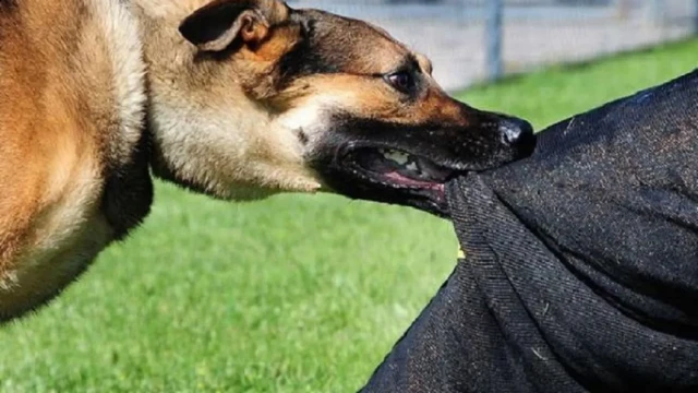 Dog Attack