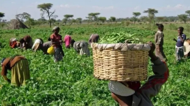 Picture of Farmers working in the farm