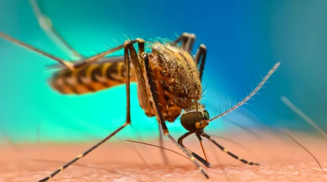 Picture of  Mosquitoes