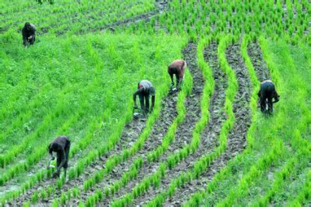 Farmers Working on the farm