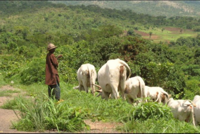 Photo of Open Grazing in Nigeria