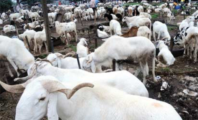Sallah Ram