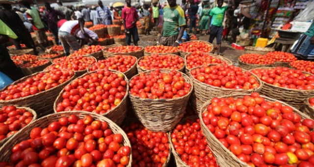 Tomatos