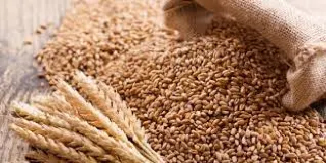 Wheat Grain